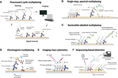 Frontiers | Next-Generation Pathology Using Multiplexed ...